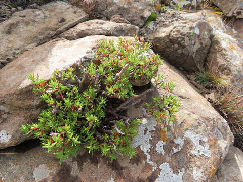 Image of Crassula sarcocaulis subsp. rupicola Tölken