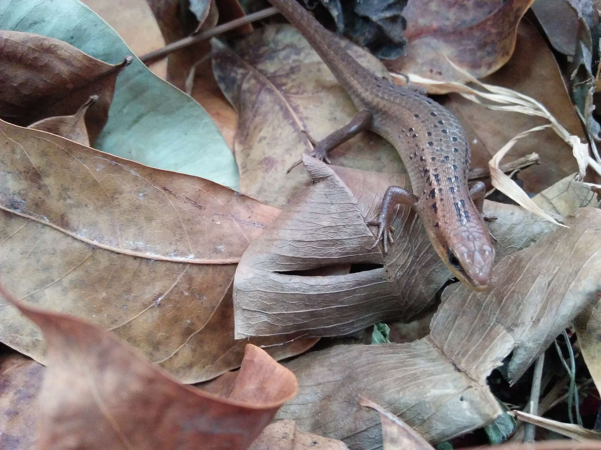 Image of Nicobar Island Skink