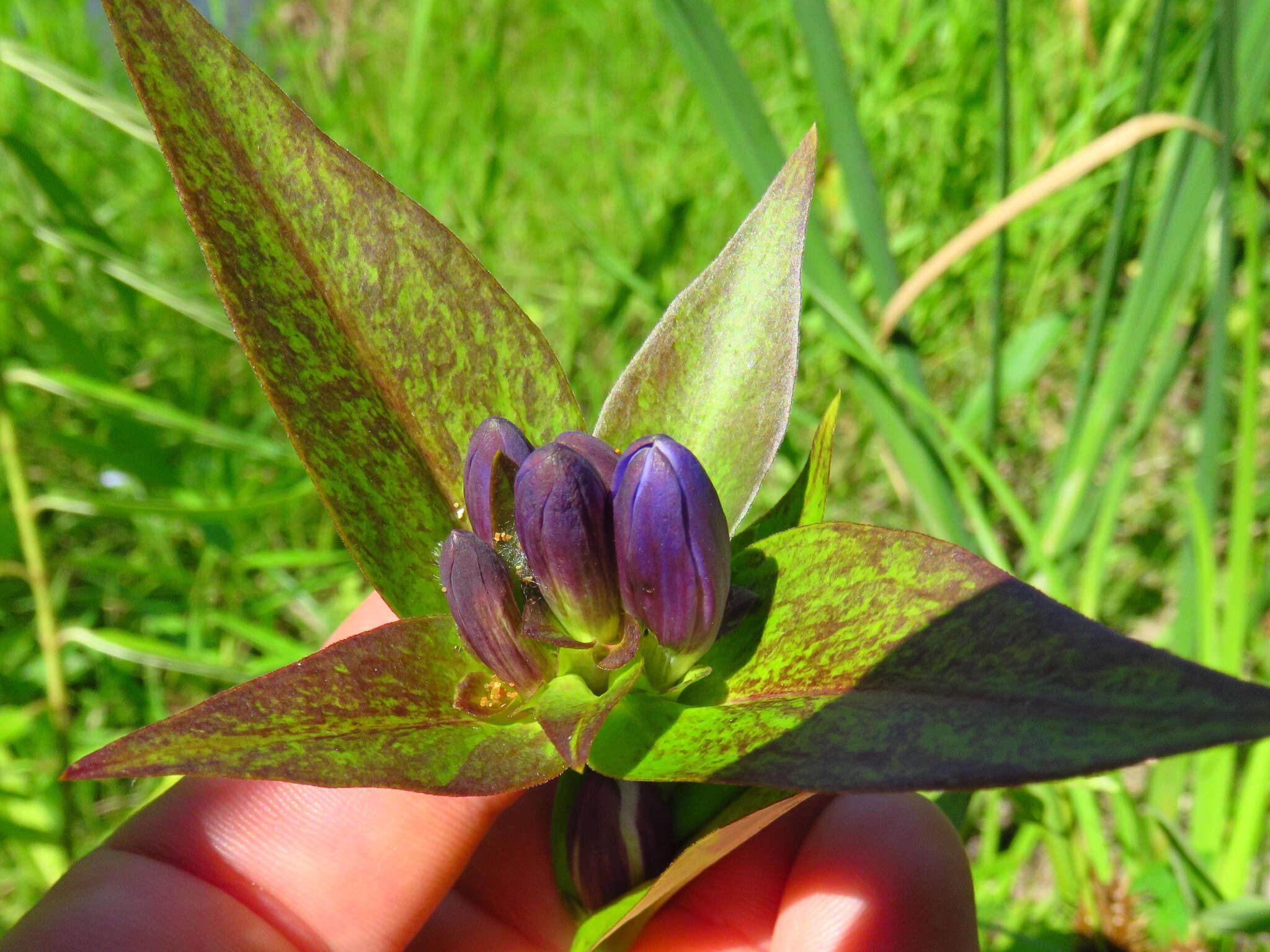 صورة Gentiana clausa Raf.