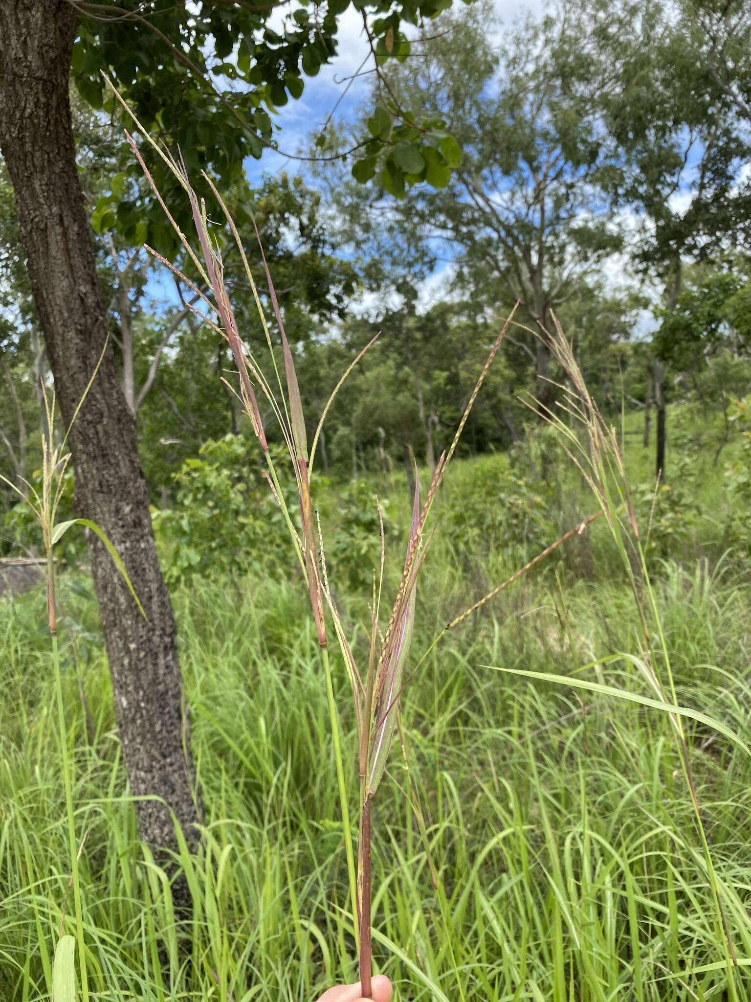 Image of Rottboellia rottboellioides (R. Br.) Druce