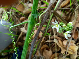 Image of Marah macrocarpa (Greene) Greene