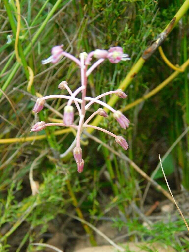 Image of Ledebouria ovalifolia (Schrad.) Jessop