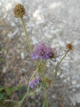 Image de Scabiosa columbaria subsp. uniseta (Savi) Zangh.