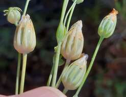 Image of Blackstonia acuminata (Koch & Ziz) Domin