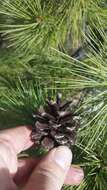 Image of Chihuahuan pine