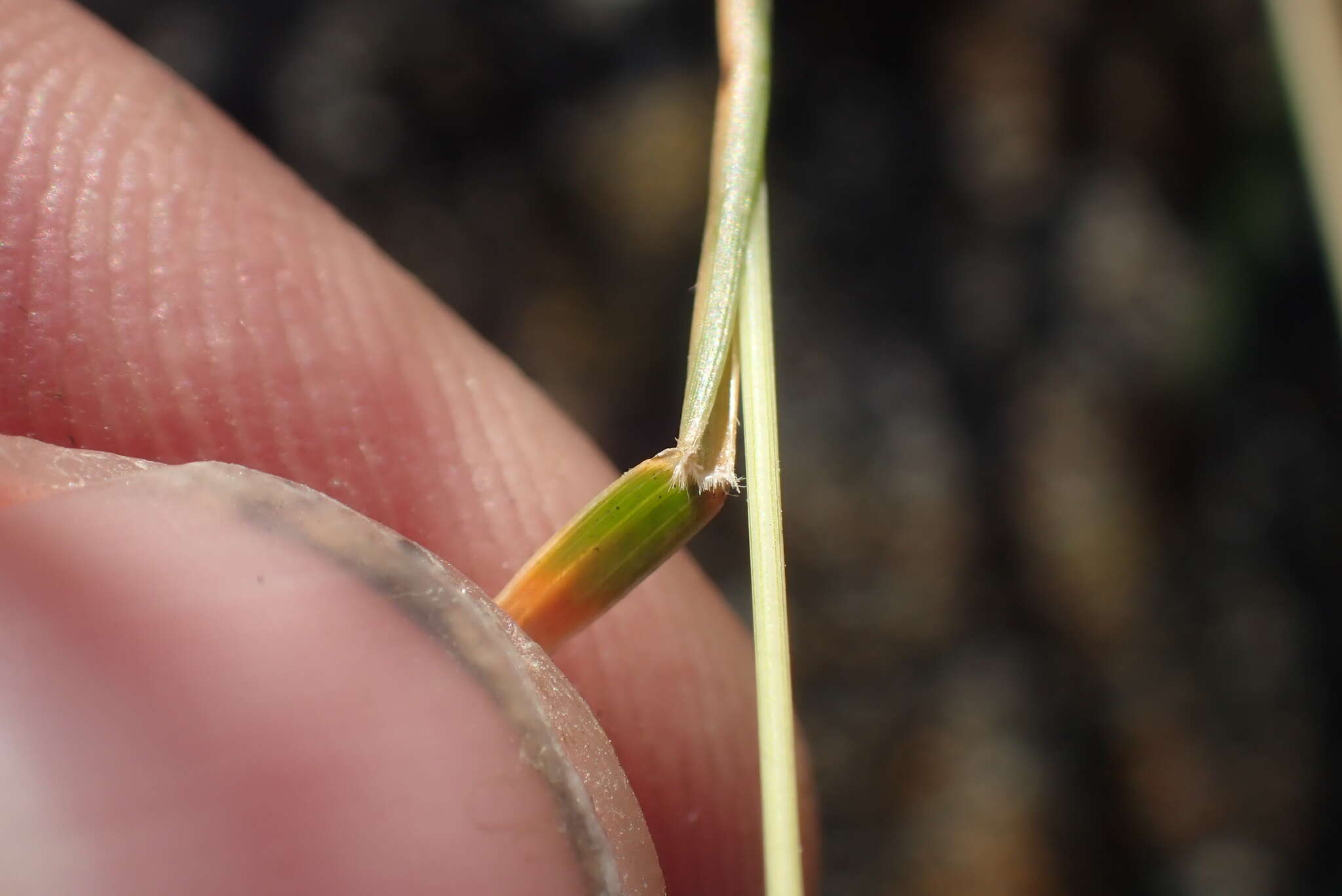 Image of Rytidosperma clavatum (Zotov) Connor & Edgar