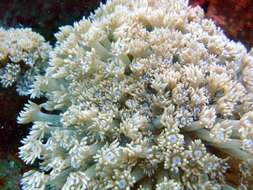 Image of anemone coral