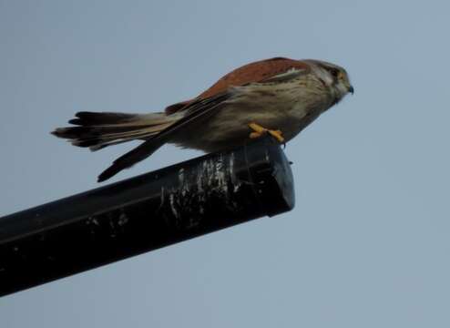 Image of Australian Kestrel