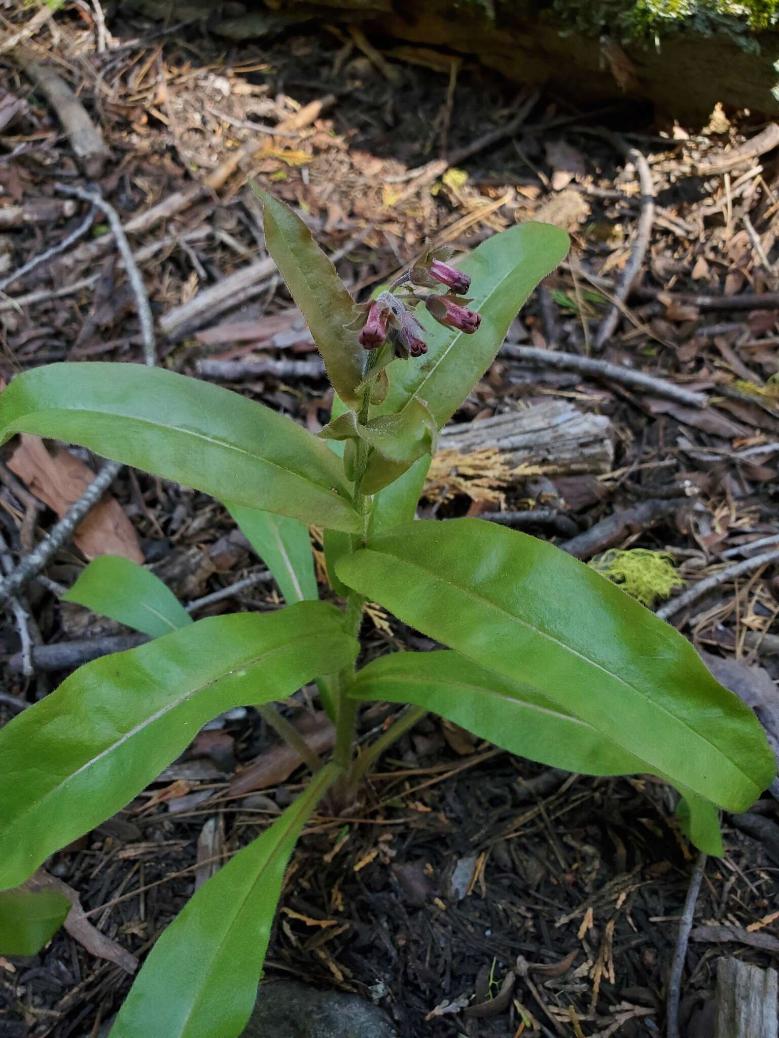 Plancia ëd Andersonglossum occidentale (A. Gray) J. I. Cohen