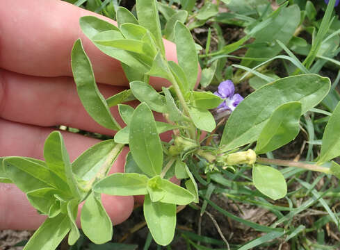 Image de Aptosimum decumbens Schinz