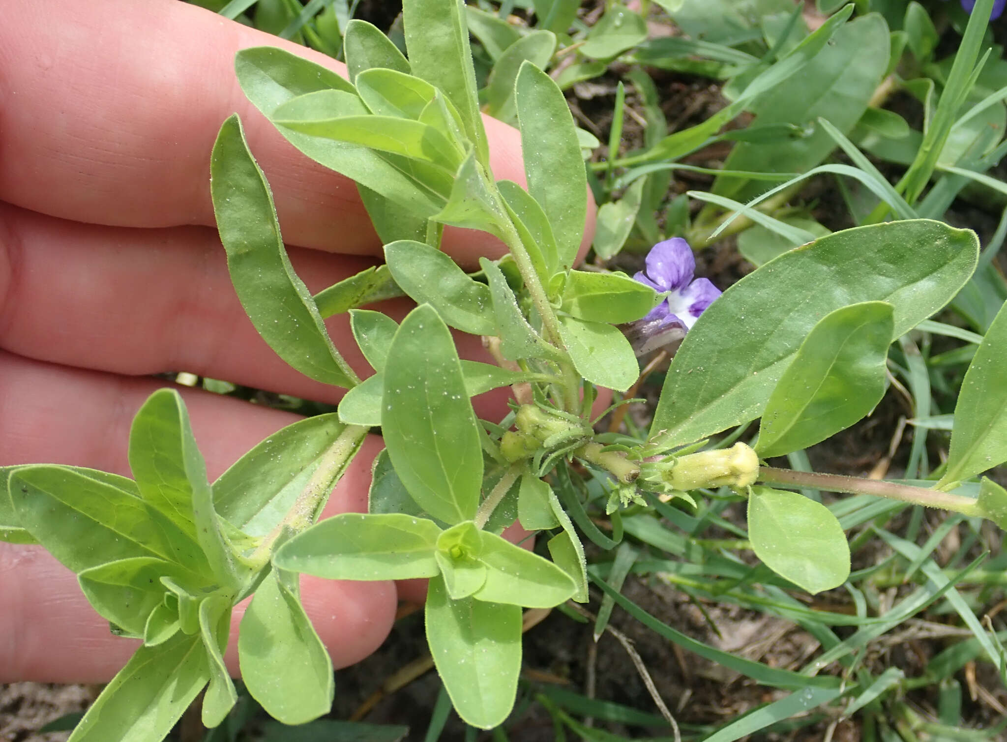 Image of Aptosimum decumbens Schinz