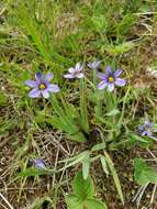 Image of Alaska Blue-Eyed-Grass