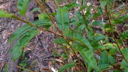 Image of Persicaria strigosa (R. Br.) Nakai