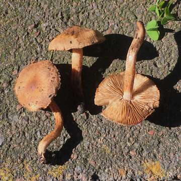 Image of Tricholoma aurantio-olivaceum A. H. Sm. 1944