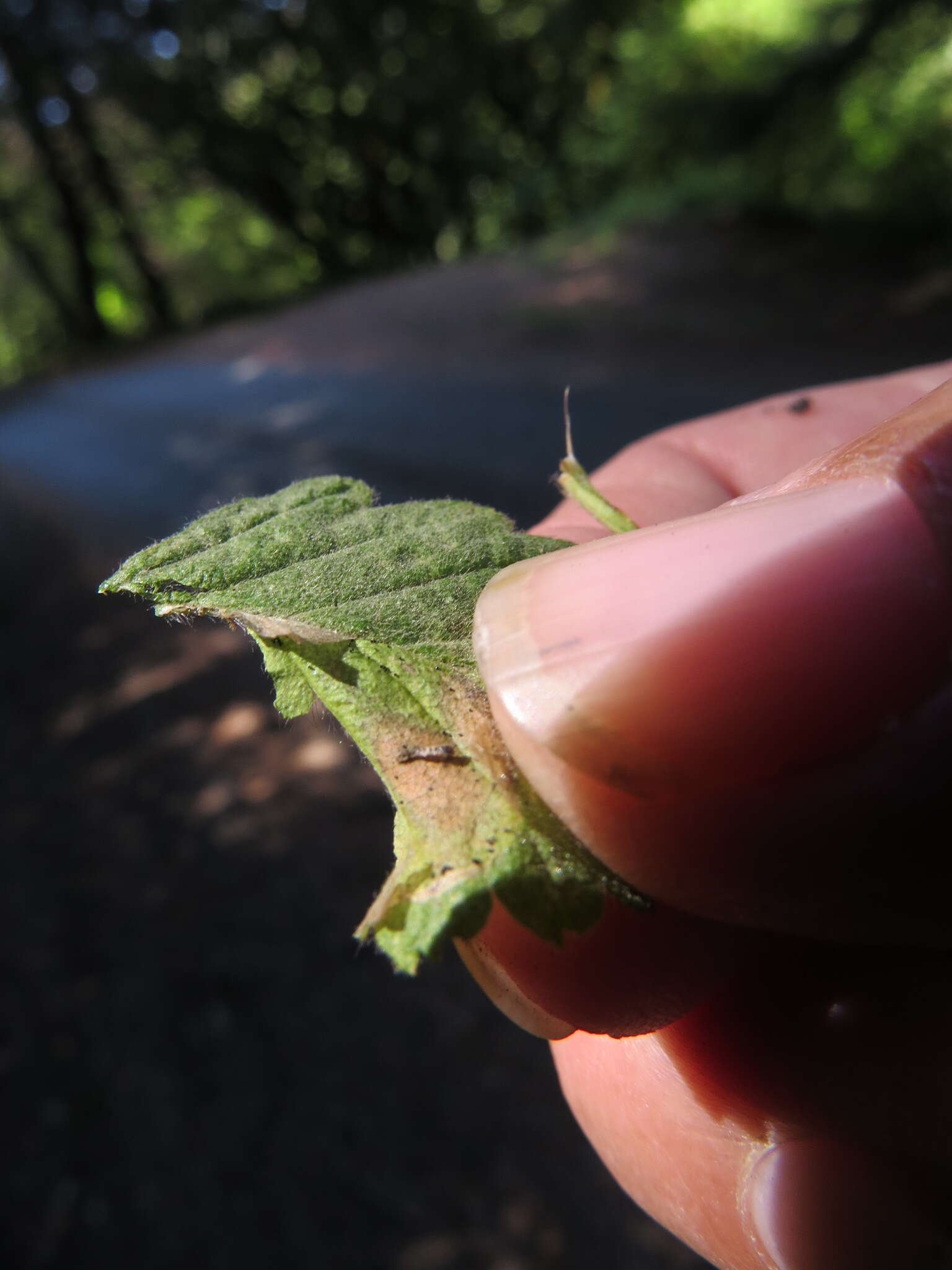 Phyllonorycter holodisci (Braun 1939) resmi