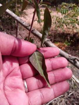 Image of Barleria seyrigii Benoist