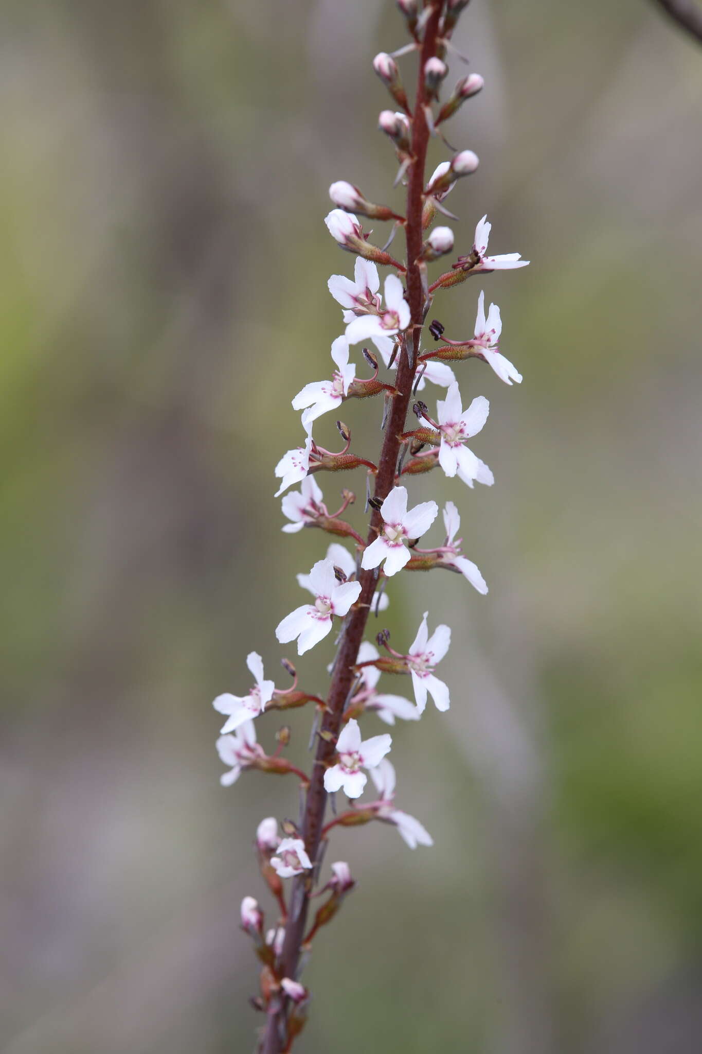 Image de Stylidium diversifolium R. Br.