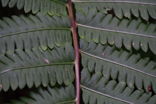 Image de Onoclea orientalis (Hook.) Hook.