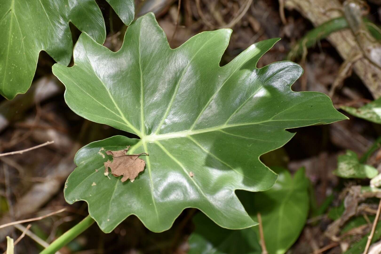 Image of Philodendron