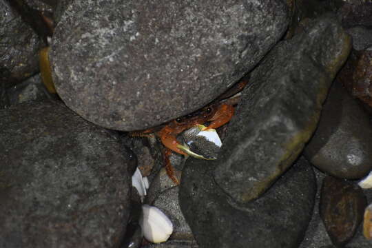 Image of variegate shore crab