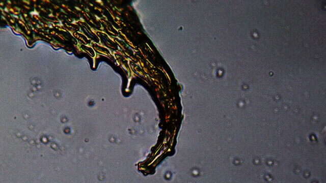 Sivun Antitrichia californica Sullivant ex Lesquereux 1865 kuva