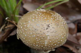 Слика од Amanita sychnopyramis Corner & Bas 1962