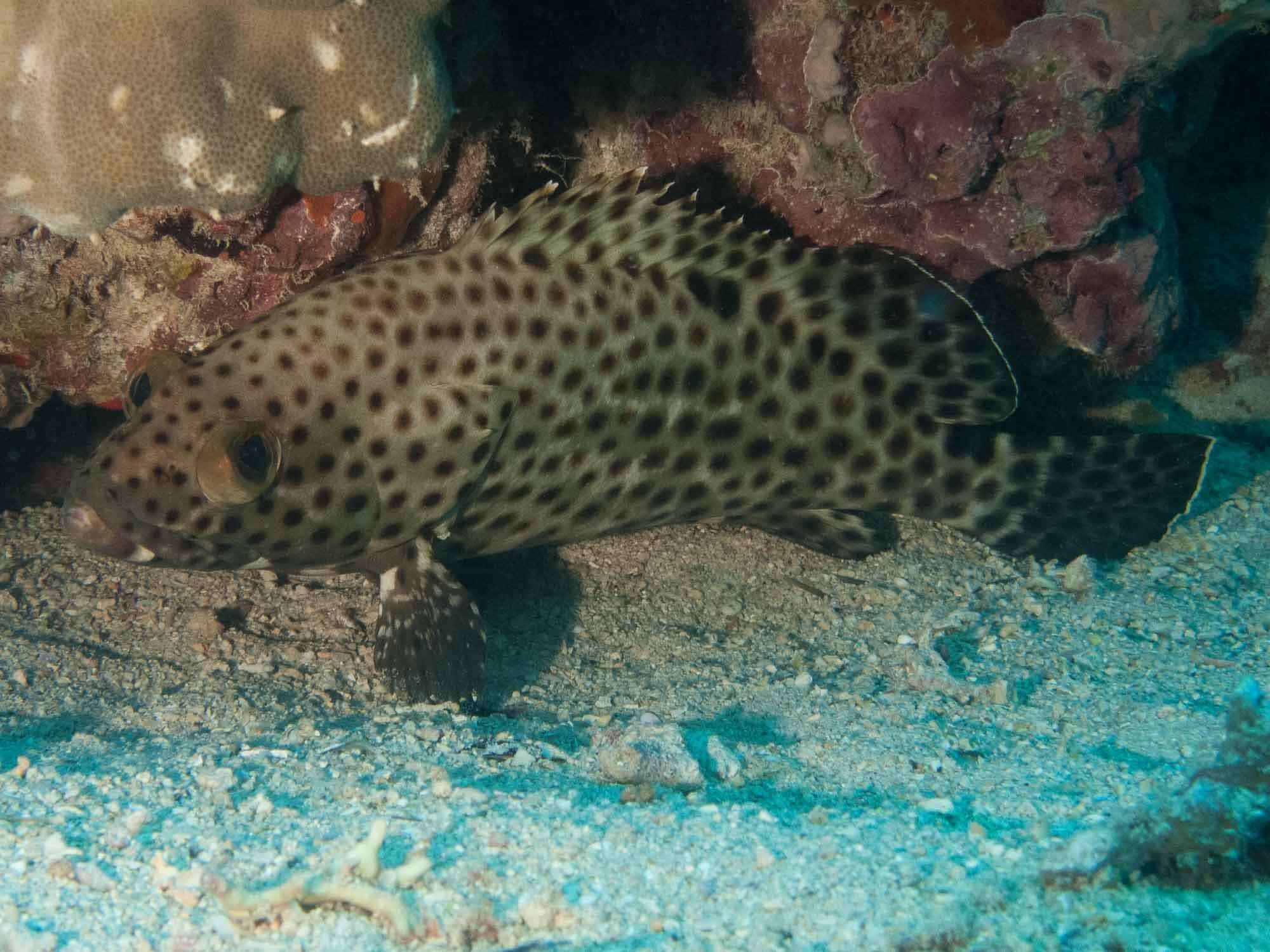 Image of Blacksaddle grouper