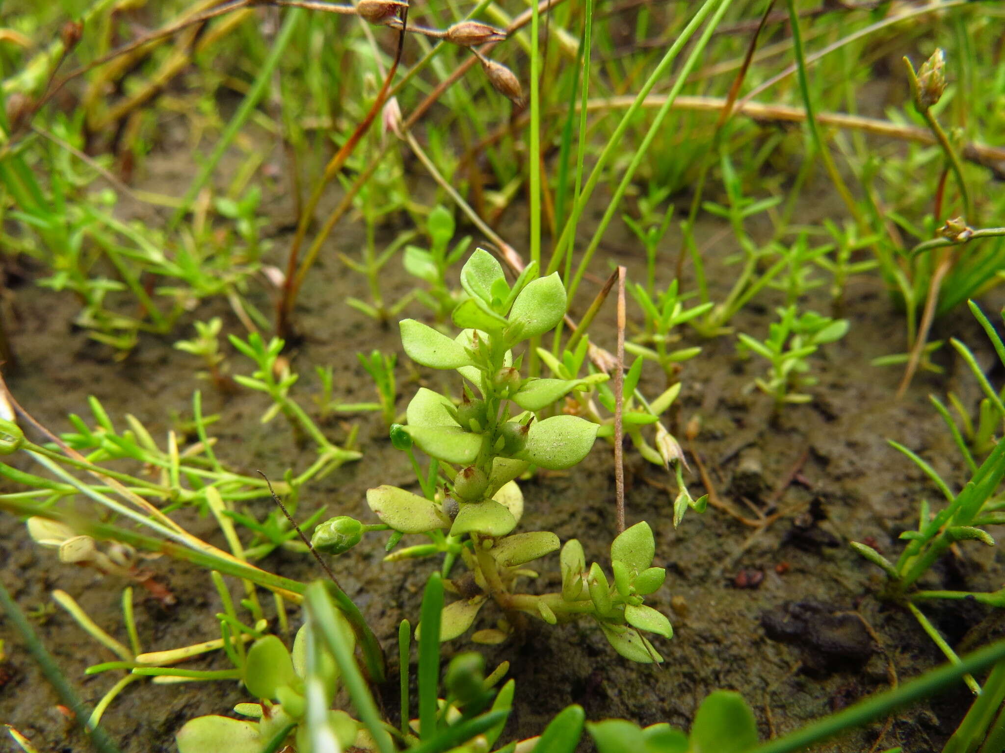 Image of Chaffweed