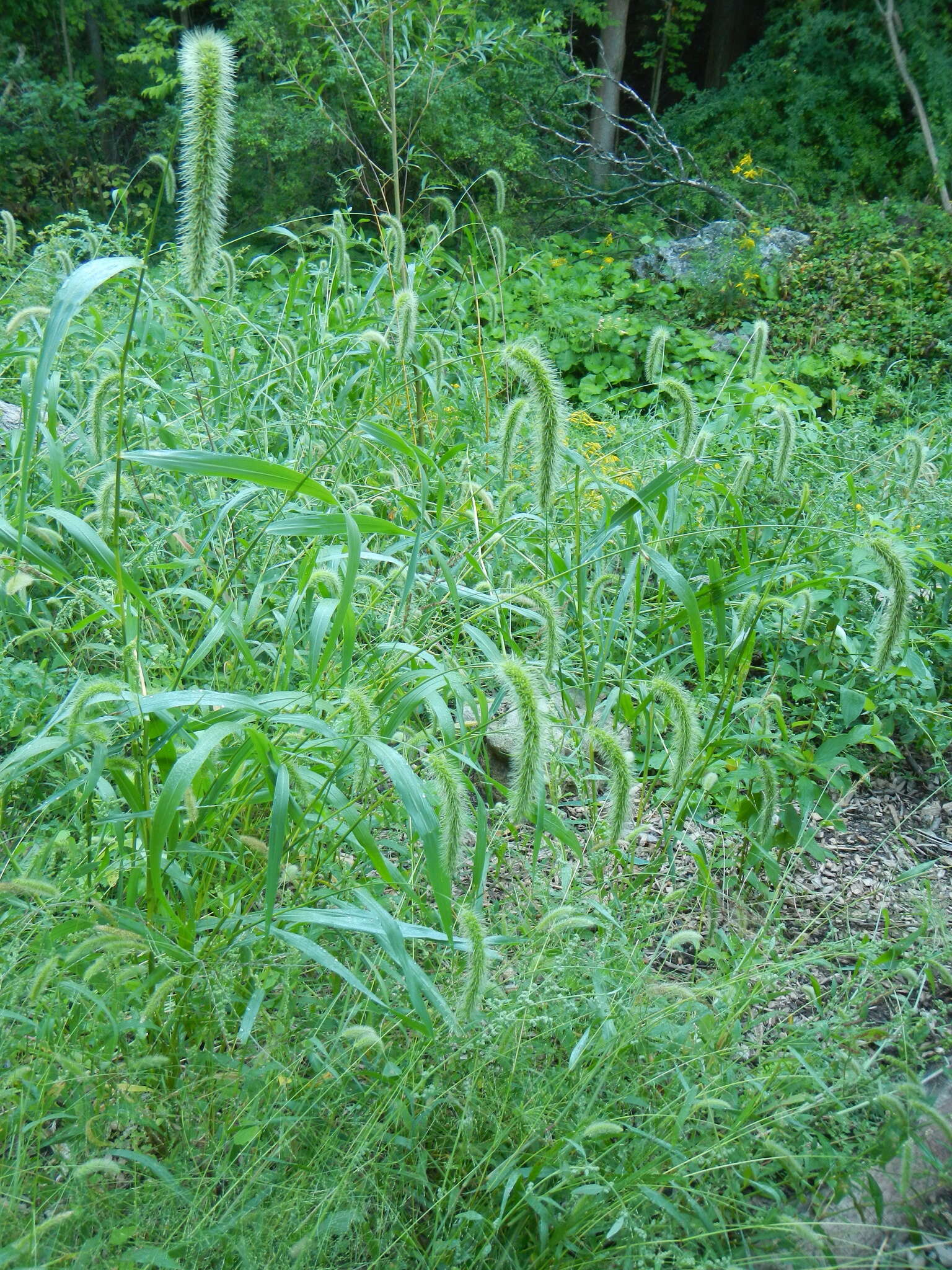 Image of Japanese bristlegrass