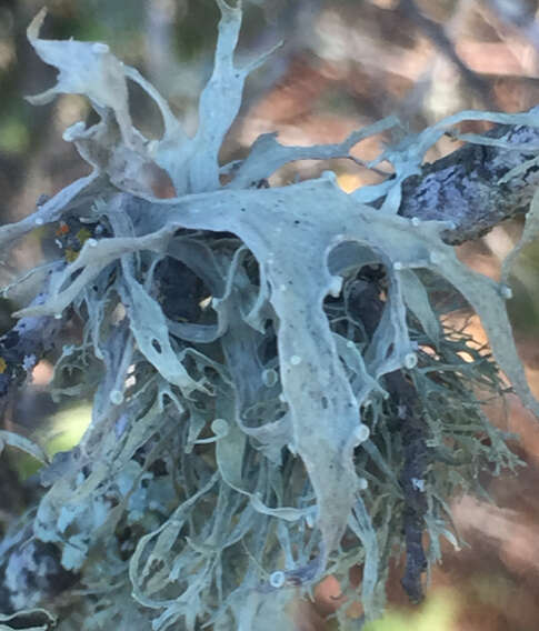 Image of cartilage lichen