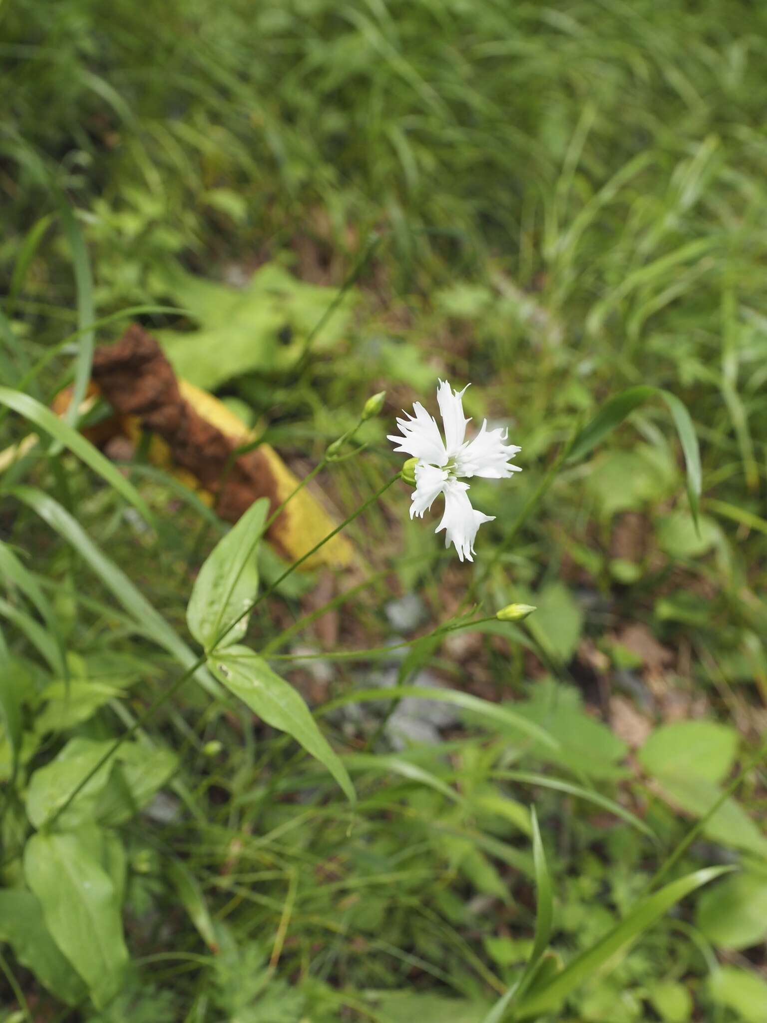 Image of Silene gracillima Rohrb.