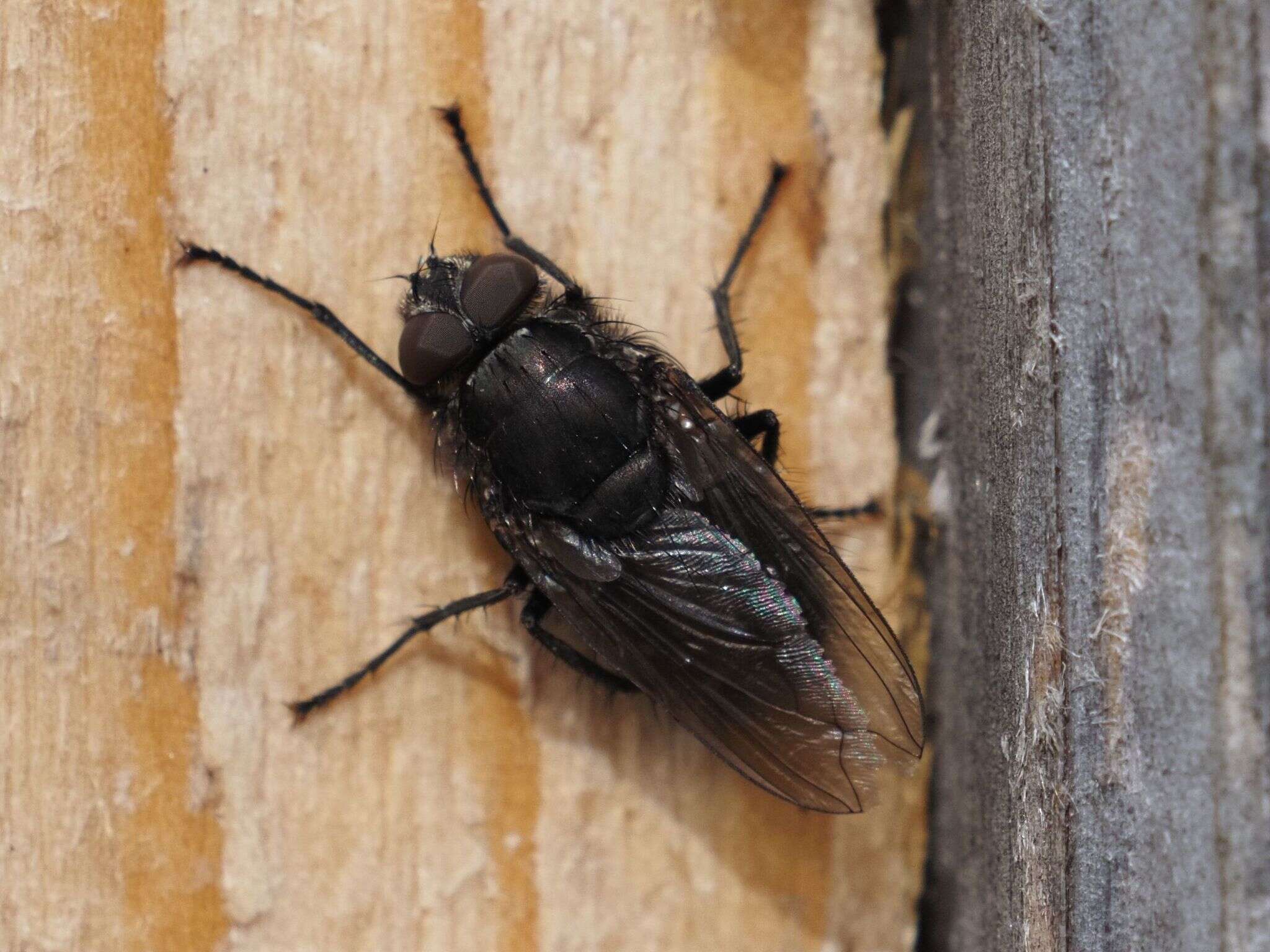 Image of Black-based cluster fly