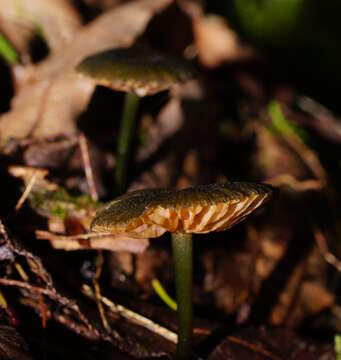 Image of Entoloma viridomarginatum (Cleland) E. Horak 1980