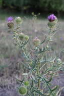 Слика од Cirsium ciliatum (Murray) Moench