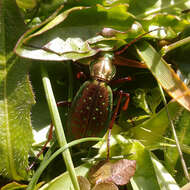 Image of Carabus (Platycarabus) fabricii Panzer 1810