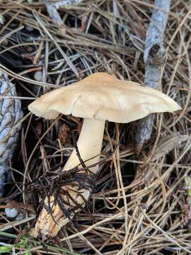 Image of Rhodocollybia butyracea (Bull.) Lennox 1979