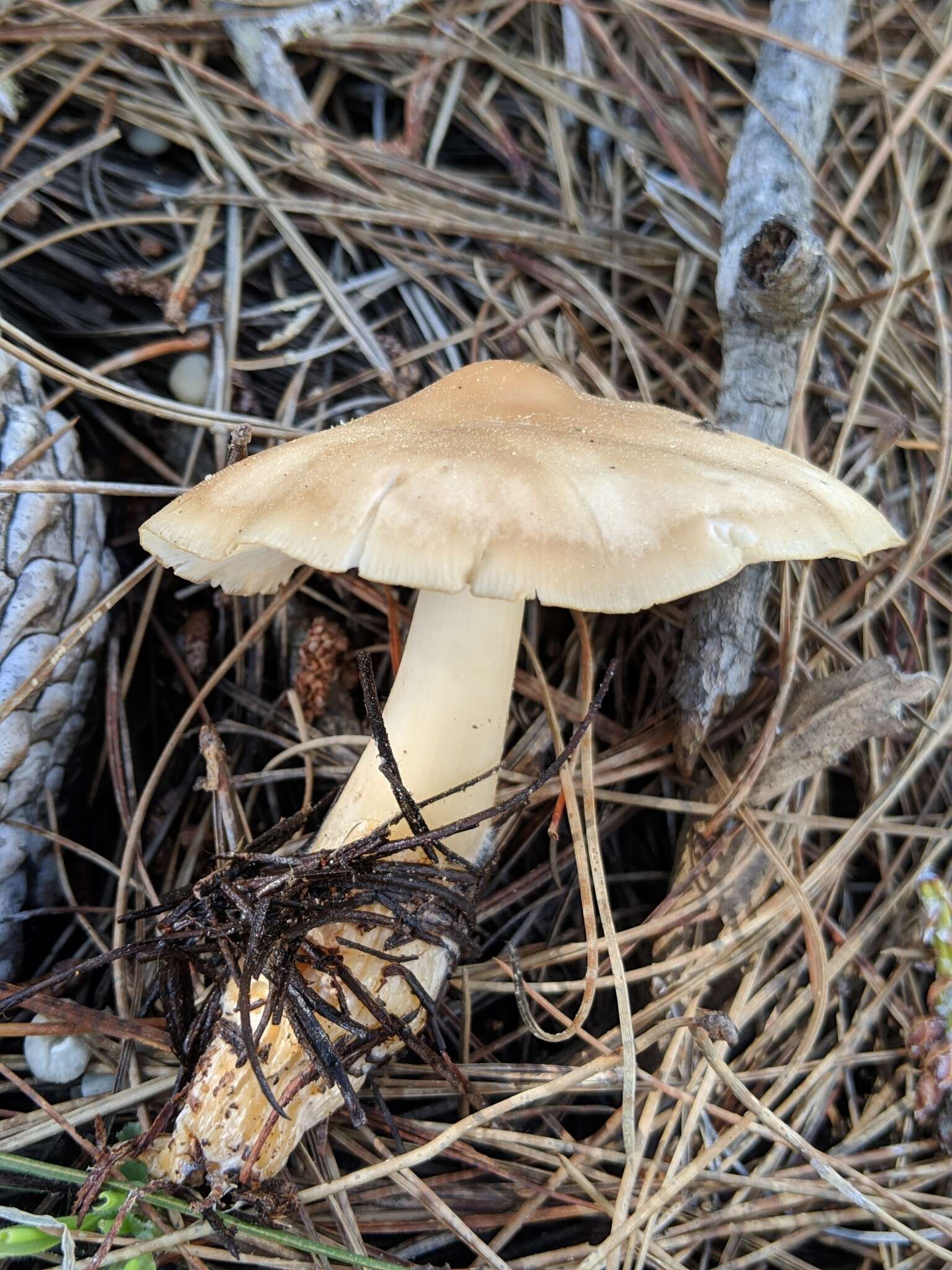 Image of Rhodocollybia butyracea (Bull.) Lennox 1979