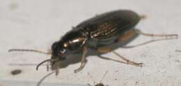 Image of Bembidion (Odontium) confusum Hayward 1897