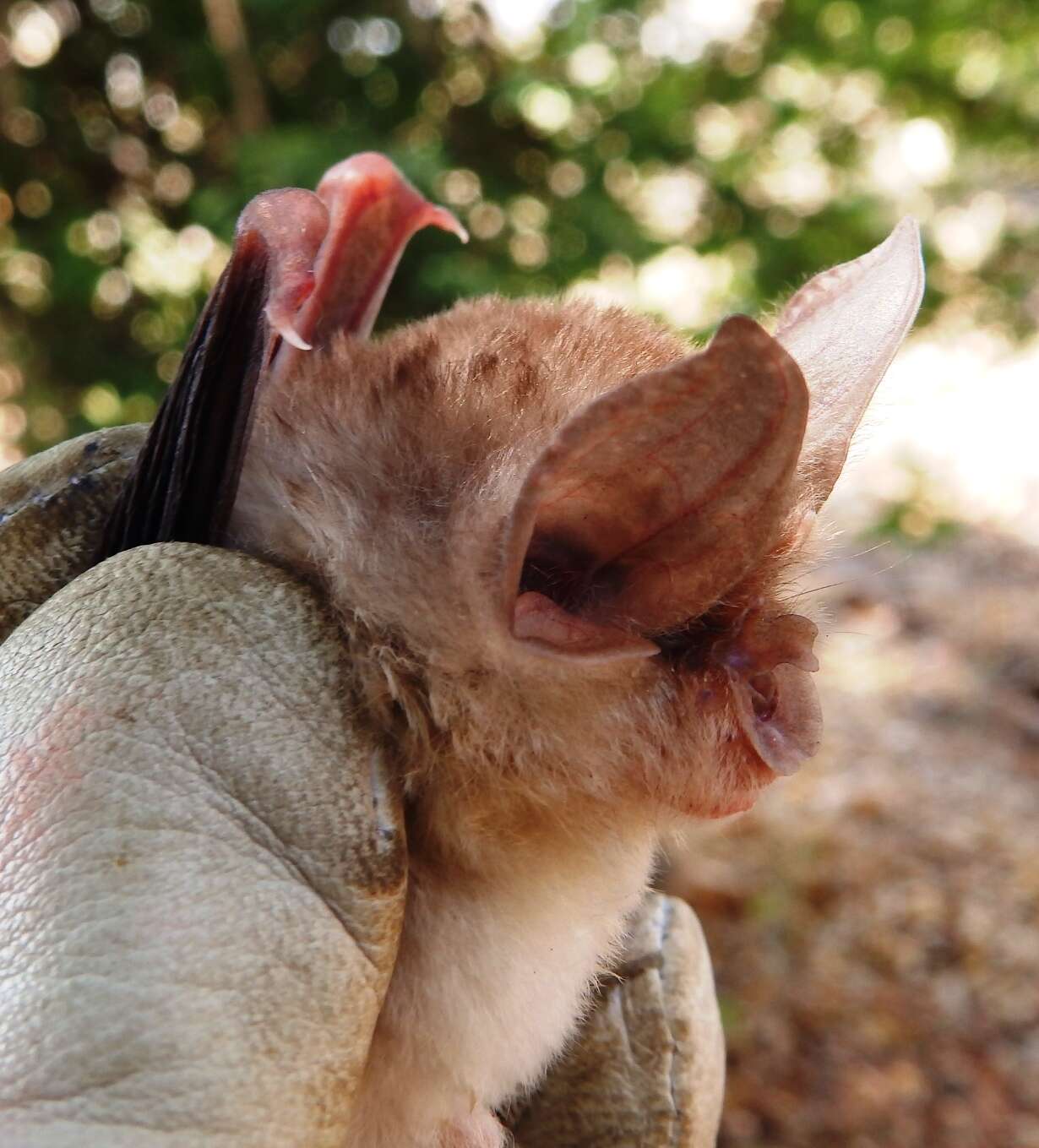 Image of Bushveld Horseshoe Bat