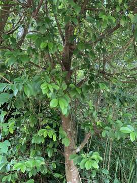 Image of Cleyera japonica var. morii (Yamamoto) Masam.