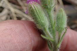 Senecio speciosus Willd. resmi