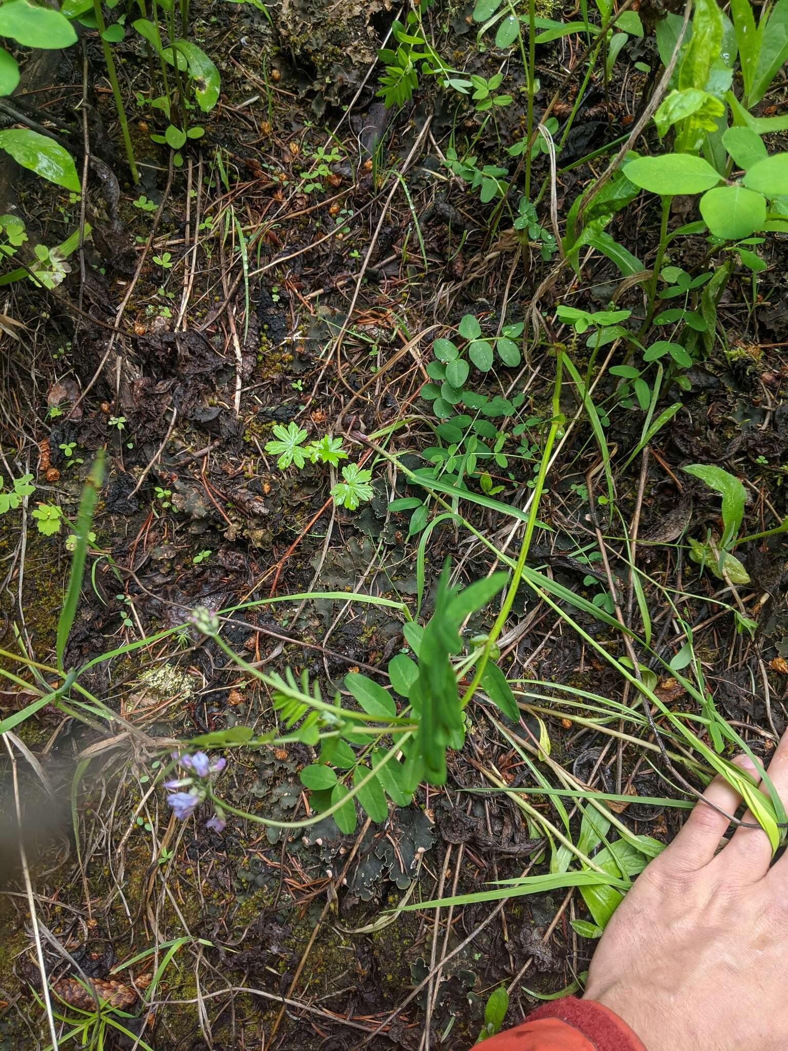 Astragalus robbinsii (Oakes) A. Gray的圖片