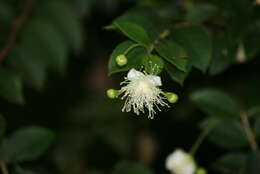 Image of Chilean Myrtle