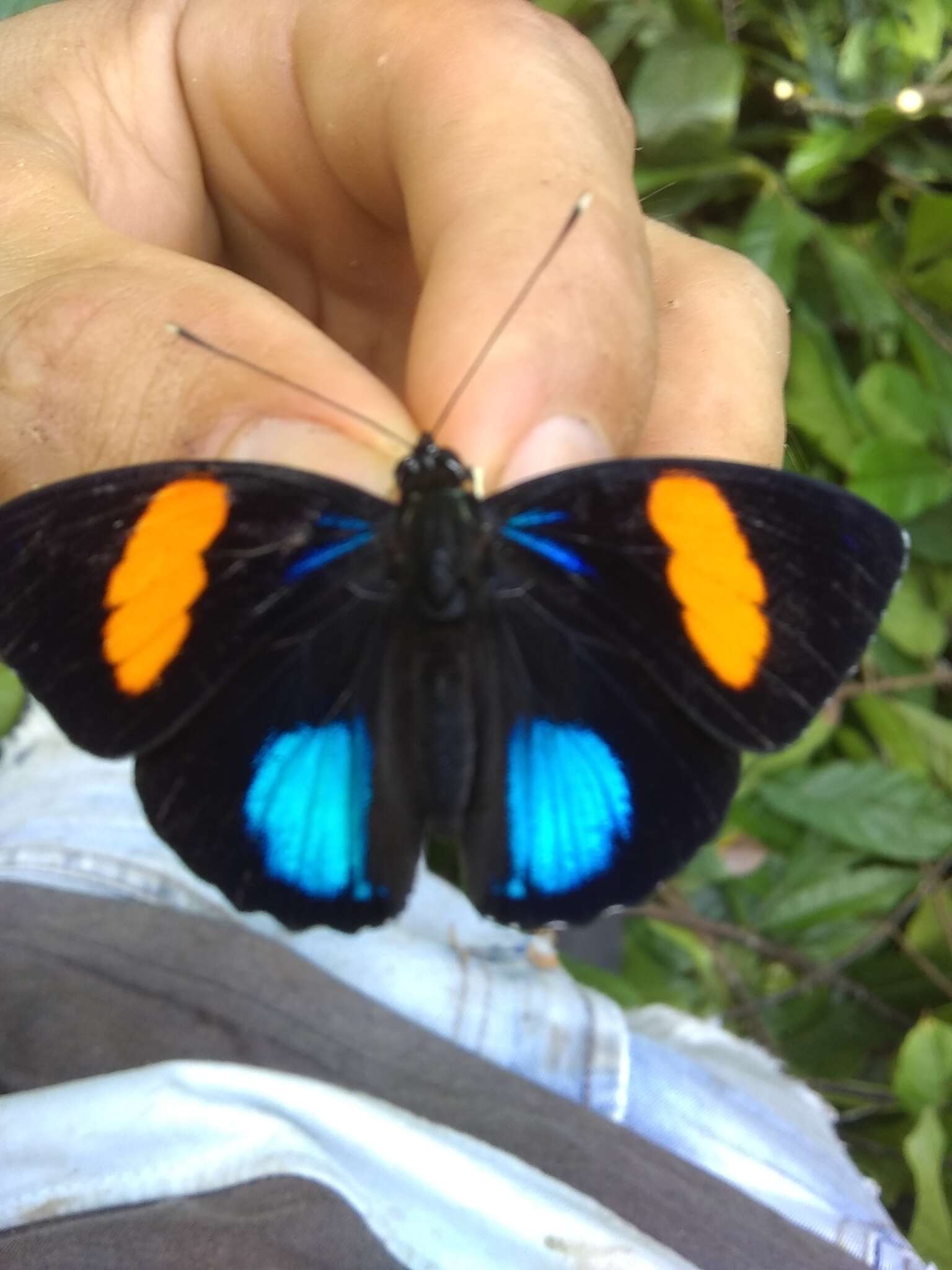 Image of Yellow-banded Eighty-eight
