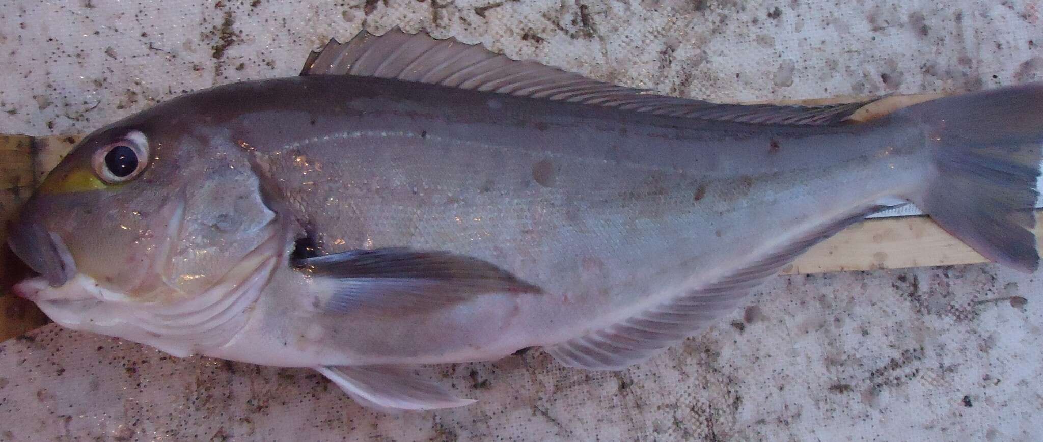 Image of Bighead tilefish