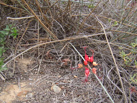 Image of Cadaba aphylla (Thunb.) Wild