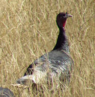 Image of Merriam's Turkey