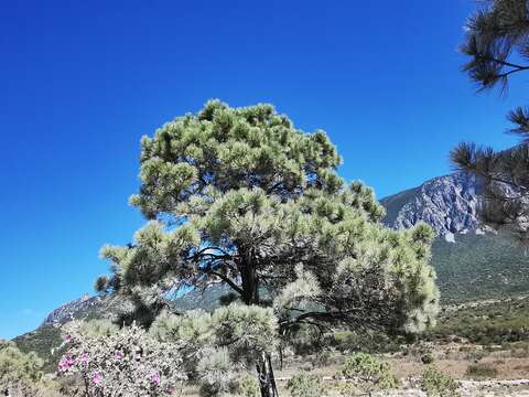 Image of Arizona Pine