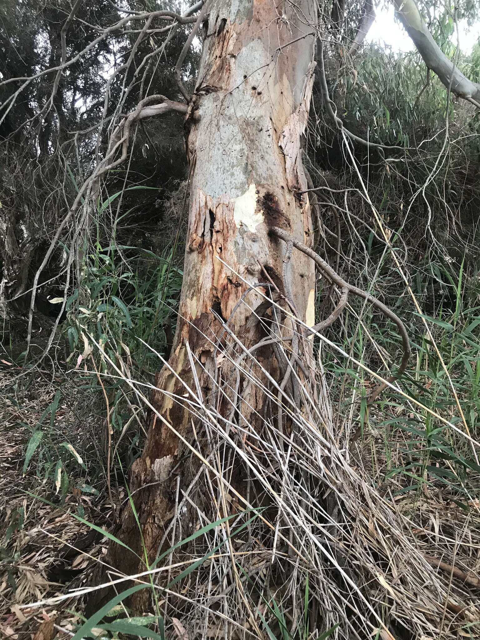 Слика од Eucalyptus camaldulensis subsp. camaldulensis