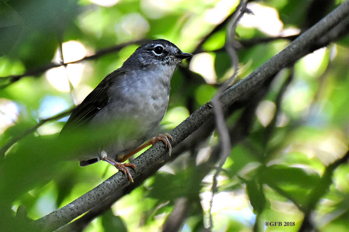 Слика од Myiothlypis leucoblephara (Vieillot 1817)